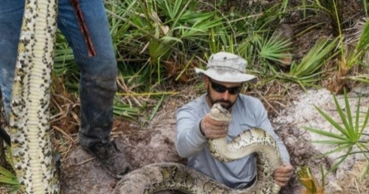 Python hunters in Florida’s Everglades earn $8.10 per hour