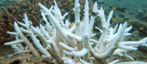 Coral bleaching in Hawaiian reef. - wikipedia.org