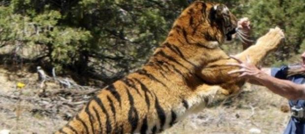 Tigre devora mulher viva em zoológico - Imagem/Google Tigre devora mulher viva em zoológico - Imagem/Google