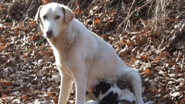 Sotto accusa DDL Regione Puglia che prevede ipotesi abbattimento cani e gatti inselvatichiti