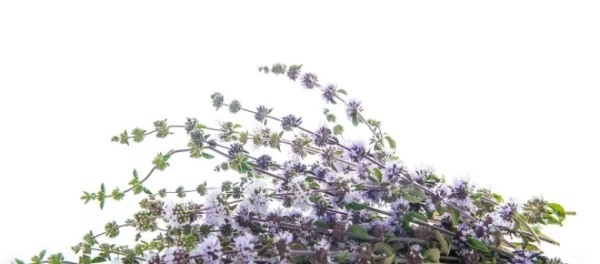 image photogallery