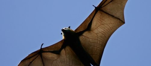 Morcegos 'vampiros' estão atacando pessoas no Brasil, na região de Salvador-BA ( Foto ilustração Google)