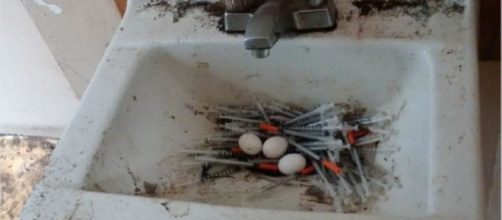 Vancouver, piccioni usano le siringhe dei drogati come nido