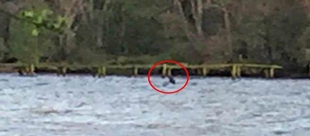 Monstro do lago Ness volta a aparecer depois de oito meses (Daily Mail) Monstro do lago Ness volta a aparecer depois de oito meses (Daily Mail)