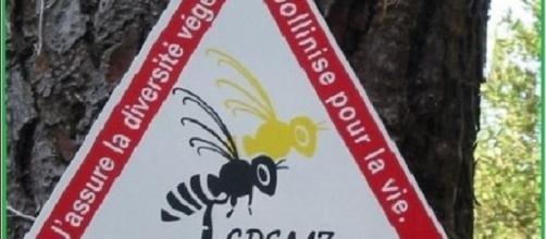 Disparition effarante de colonies d’abeilles