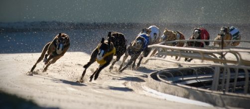 Greyhound Racing | ASPCA - aspca.org