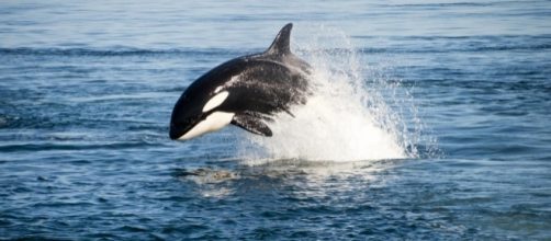 Killer Whale | Oceana - oceana.org