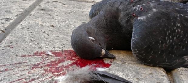 Columba livia urbana ° RiP, Taube. Foto & Bild | Natur, Tiere ... - fotocommunity.de Columba livia urbana ° RiP, Taube. Foto & Bild | Natur, Tiere ... - fotocommunity.de