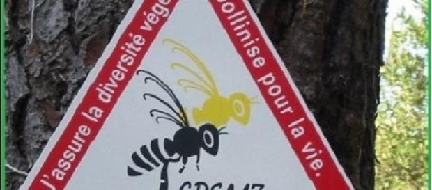 Disparition effarante de colonies d’abeilles Disparition effarante de colonies d’abeilles