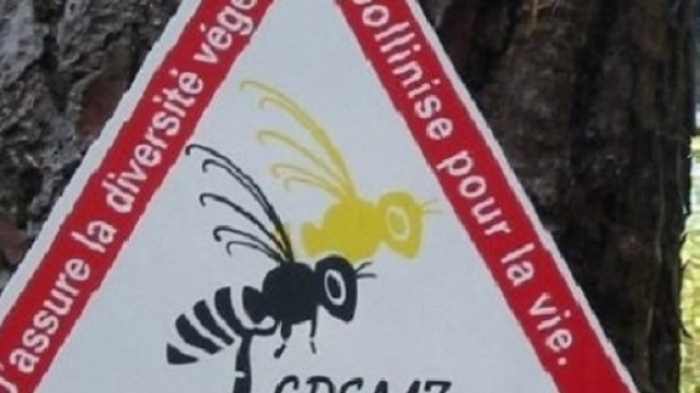 Disparition effarante de colonies d’abeilles