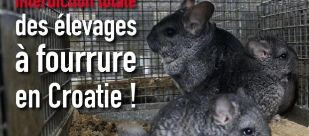 http://one-voice.fr/fr/blog/la-croatie-interdit-les-elevages-a-fourrure.html http://one-voice.fr/fr/blog/la-croatie-interdit-les-elevages-a-fourrure.html