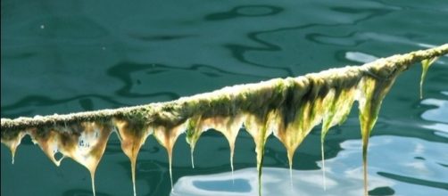 Algae on a rope, Pixabay ecoelma https://pixabay.com/en/seaweed-moss-rope-marine-alge-1785749/