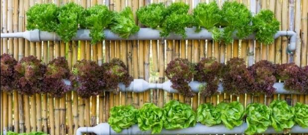 No es necesario un gran espacio para empezar a cultivar algunas hortalizas No es necesario un gran espacio para empezar a cultivar algunas hortalizas