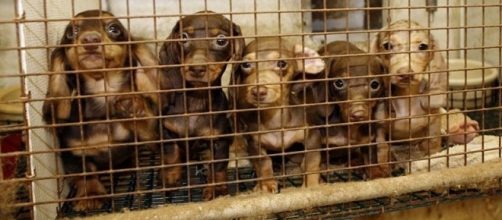 NJ Assembly Passes Bill Banning Cruel and Inhumane Puppy Mills ... - patch.com