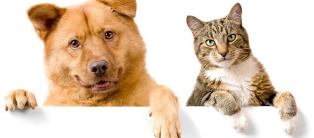 Which are better: dogs or cats? - The Boston Globe - bostonglobe.com Which are better: dogs or cats? - The Boston Globe - bostonglobe.com