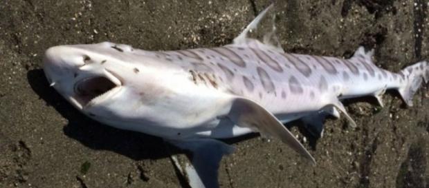 Spike In Leopard Shark Deaths In SF Bay Raises Concerns « CBS San ... - cbslocal.com Spike In Leopard Shark Deaths In SF Bay Raises Concerns « CBS San ... - cbslocal.com
