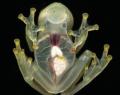 Scientists discover a new species of frog that are as transparent as glass