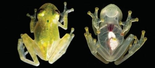 Named Hyalinobatrachium yaku, these tiny amphibians are as transparent as glass. Photograph courtesy of: J. M. Guayasamin et al., 2017/ZooKeys