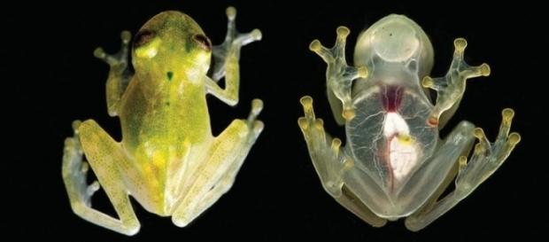 Named Hyalinobatrachium yaku, these tiny amphibians are as transparent as glass. Photograph courtesy of: J. M. Guayasamin et al., 2017/ZooKeys Named Hyalinobatrachium yaku, these tiny amphibians are as transparent as glass. Photograph courtesy of: J. M. Guayasamin et al., 2017/ZooKeys