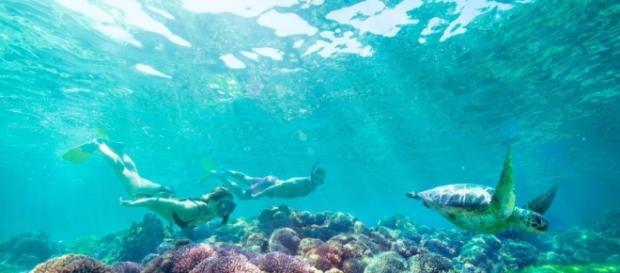 Snorkeling Lord Howe Island, Australia Snorkeling Lord Howe Island, Australia