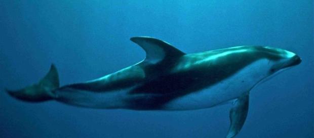 Tan sólo quedan 30 ejemplares, la vaquita marina está al borde de la extinción. Tan sólo quedan 30 ejemplares, la vaquita marina está al borde de la extinción.