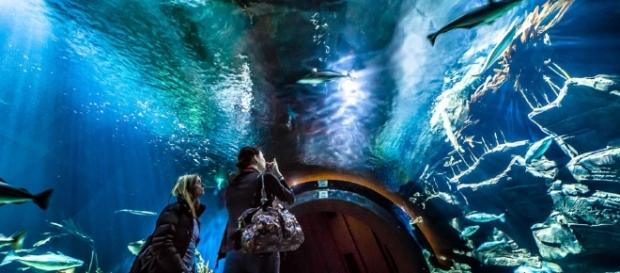Ozeaneum in Stralsund | Museen - pinterest.com Ozeaneum in Stralsund | Museen - pinterest.com
