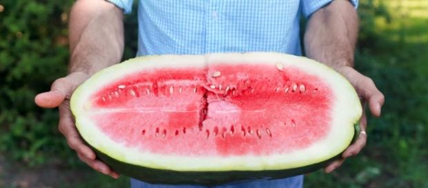 Saving The Sweetest Watermelon The South Has Ever Known : The Salt ... - npr.org Saving The Sweetest Watermelon The South Has Ever Known : The Salt ... - npr.org