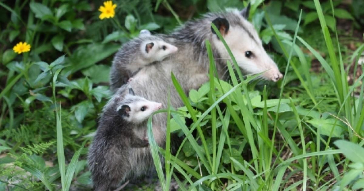 Seeing a opossum in your yard could be considered lucky