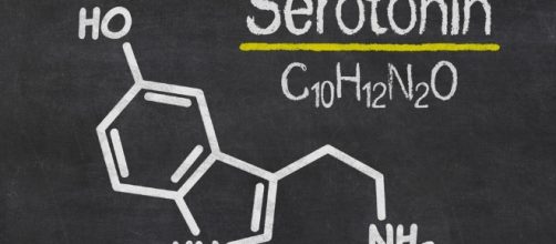 La serotonina | - serenamissori.it