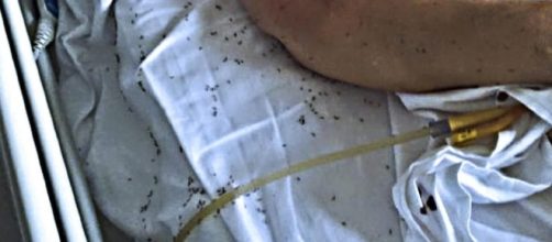 Napoli: paziente di un ospedale circondata dalle formiche.