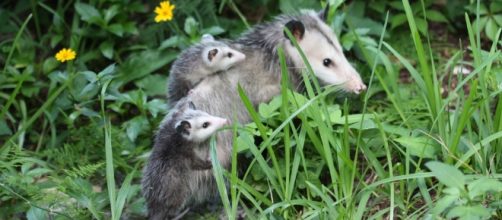 Opossum Symbolism; A message - Spirit Animal Totems - spirit-animals.com
