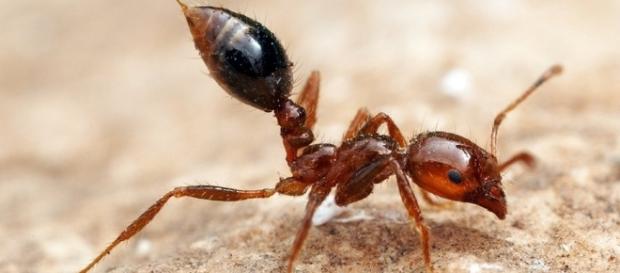 Best Defense Against Fire Ants May Be Allergy Shot Offense : Shots ... - npr.org Best Defense Against Fire Ants May Be Allergy Shot Offense : Shots ... - npr.org