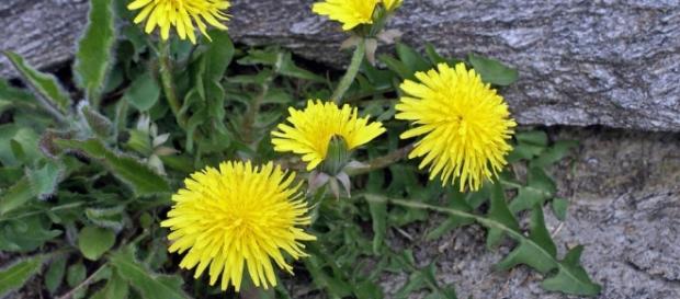Dandelion (Taraxacum officinale) — Pure Home Essentials - purehomeessentials.com Dandelion (Taraxacum officinale) — Pure Home Essentials - purehomeessentials.com