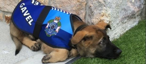Queensland: Hund zu verspielt für Polizeidienst - SPIEGEL ONLINE - spiegel.de Queensland: Hund zu verspielt für Polizeidienst - SPIEGEL ONLINE - spiegel.de