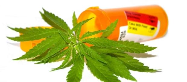 What Are High-CBD Cannabis Strains and How Do They Differ from ... - leafly.com What Are High-CBD Cannabis Strains and How Do They Differ from ... - leafly.com