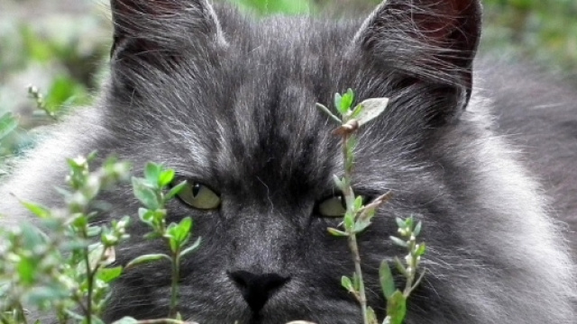 I gatti hanno 9000 anni. Lo dice il dna