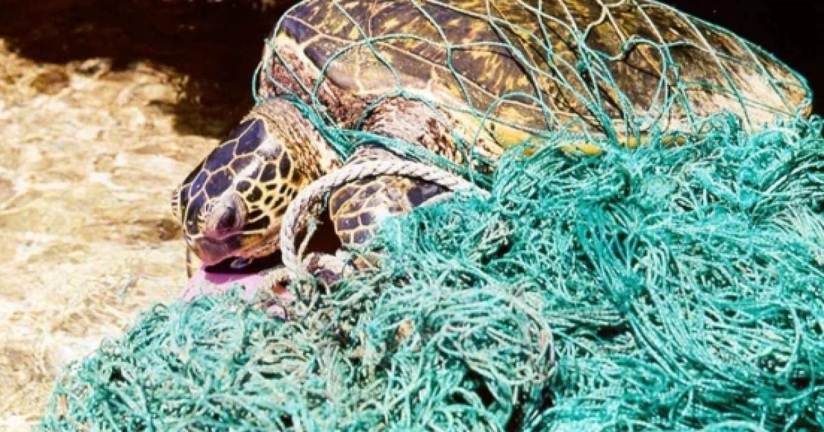 Administration lifts restriction on marine animals trapped in fishing nets