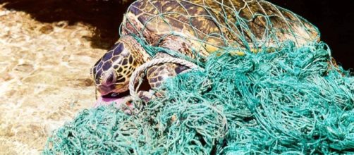 Derelict fishing nets endanger marine species/Photo via NOOA.gov