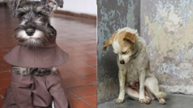 Bigoton il fraticello e Annabelle la cagnolina triste