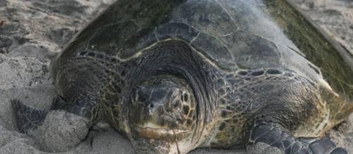 Tortugas Marinas Sobreviviendo Al Exterminio