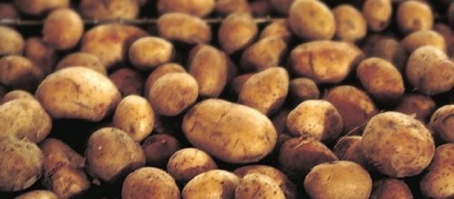 Potatoes to be grown on the moon (United States Department of Agriculture)