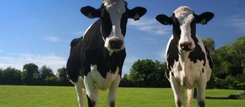 Quattromila mucche 'via cielo' in arrivo in Qatar per aggirare l'embargo saudita che ha privato il piccolo emirato di latte e latticini.