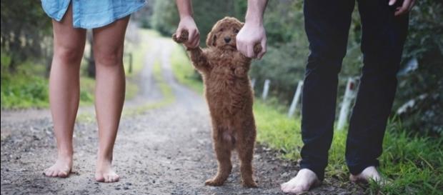 Ensaio de um casal com seu adorável cão Humphrey Ensaio de um casal com seu adorável cão Humphrey