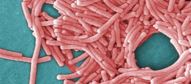 Legionnaires' Disease Sickens 108 in New York | 2015-08-10 | ACHRNEWS - achrnews.com Legionnaires' Disease Sickens 108 in New York | 2015-08-10 | ACHRNEWS - achrnews.com