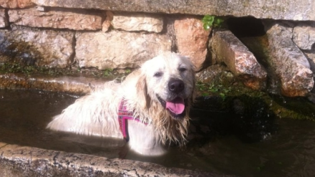 Corri col tuo cane! - blogspot.com