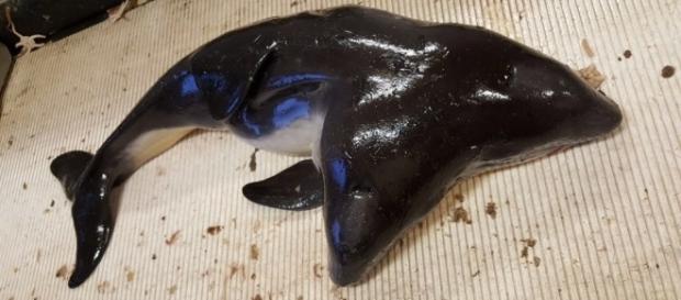 Very rare two-headed porpoise washes up in the Netherlands - AJ Valliant/Twitter Very rare two-headed porpoise washes up in the Netherlands - AJ Valliant/Twitter
