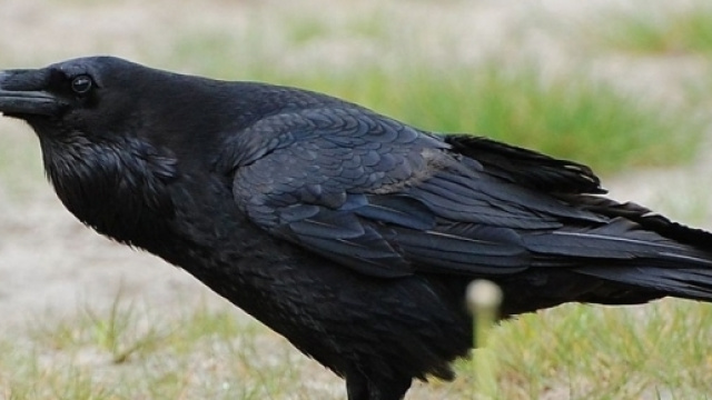 Le corbeau de l'affaire Grégory, des lettres anonymes qui rappellent plusieurs enquêtes.