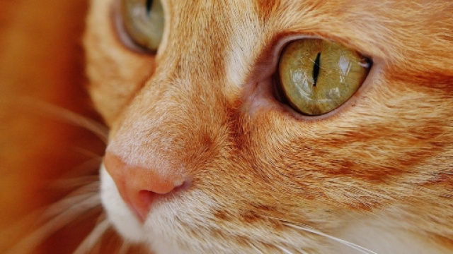 Ringo torna a casa dalla famiglia Daniels