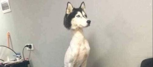 Cane Husky rasato, la foto che sta facendo infuriare il web