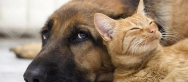Amazing: Two Dogs Love Each Other so Hard - DireTube - Ethiopian ... - diretube.com Amazing: Two Dogs Love Each Other so Hard - DireTube - Ethiopian ... - diretube.com